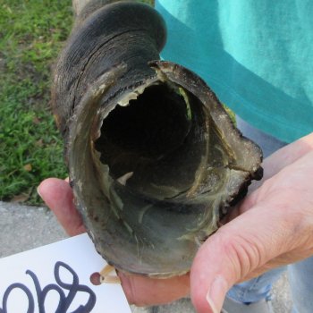 24-1/2" B-Grade Male Eland Horn 