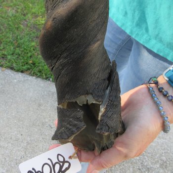 24-1/2" B-Grade Male Eland Horn 