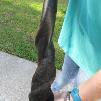 24-1/2" B-Grade Male Eland Horn 