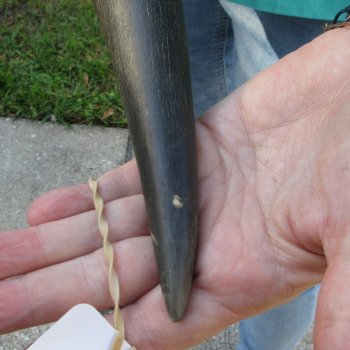 24-1/2" B-Grade Male Eland Horn 