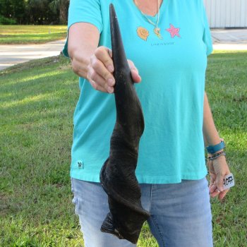 25" B-Grade Male Eland Horn 