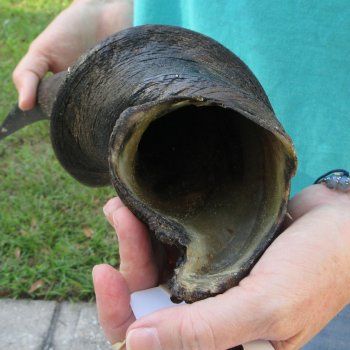 25" B-Grade Male Eland Horn 