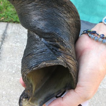 25" B-Grade Male Eland Horn 