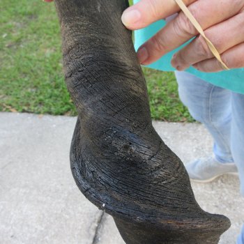 25" B-Grade Male Eland Horn 