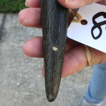 25" B-Grade Male Eland Horn 