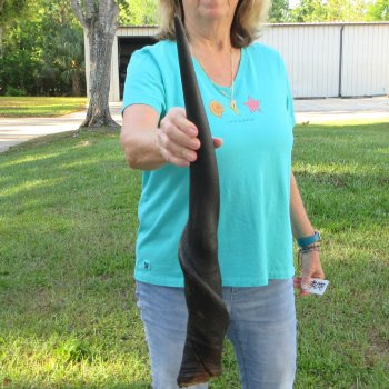 26-1/2" B-Grade Male Eland Horn 