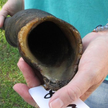 26-1/2" B-Grade Male Eland Horn 