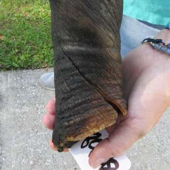 26-1/2" B-Grade Male Eland Horn 