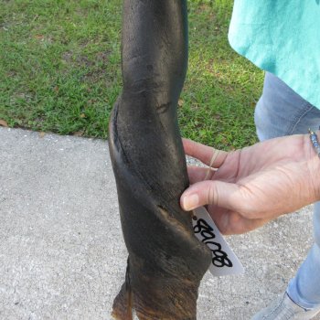 26-1/2" B-Grade Male Eland Horn 