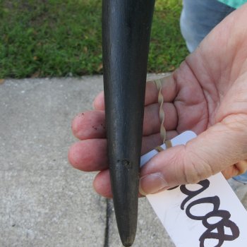 26-1/2" B-Grade Male Eland Horn 