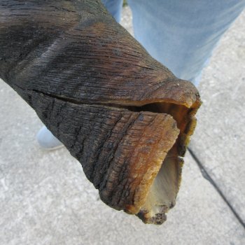 26-1/2" B-Grade Male Eland Horn 