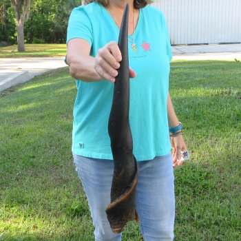 27-1/2" B-Grade Male Eland Horn 