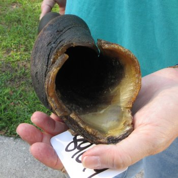 27-1/2" B-Grade Male Eland Horn 