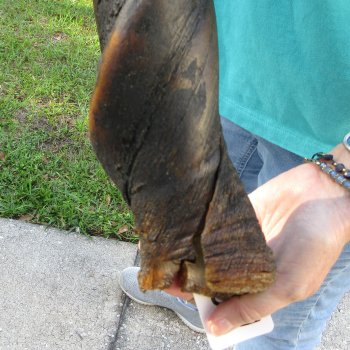 27-1/2" B-Grade Male Eland Horn 