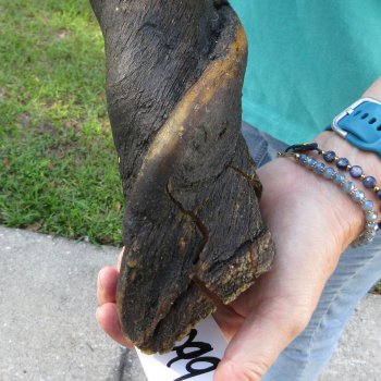 27-1/2" B-Grade Male Eland Horn 