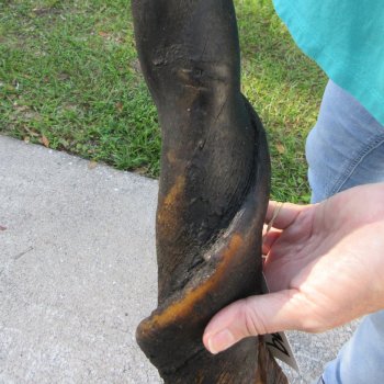 27-1/2" B-Grade Male Eland Horn 