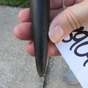 27-1/2" B-Grade Male Eland Horn 