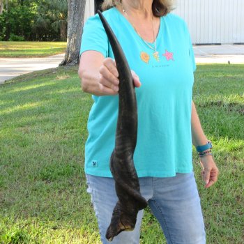 29" B-Grade Male Eland Horn 