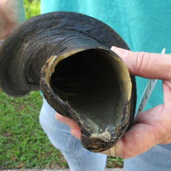 29" B-Grade Male Eland Horn 