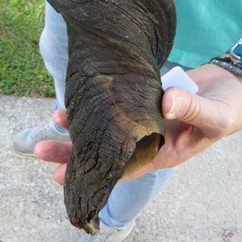 29" B-Grade Male Eland Horn 