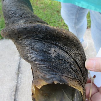 29" B-Grade Male Eland Horn 