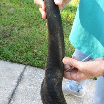 29" B-Grade Male Eland Horn 