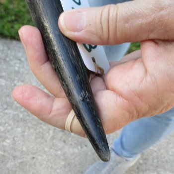 29" B-Grade Male Eland Horn 