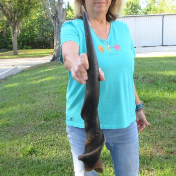 29" B-Grade Male Eland Horn 