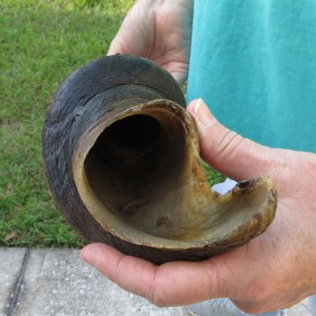 29" B-Grade Male Eland Horn 