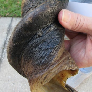 29" B-Grade Male Eland Horn 