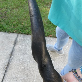 29" B-Grade Male Eland Horn 