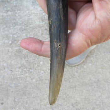 29" B-Grade Male Eland Horn 