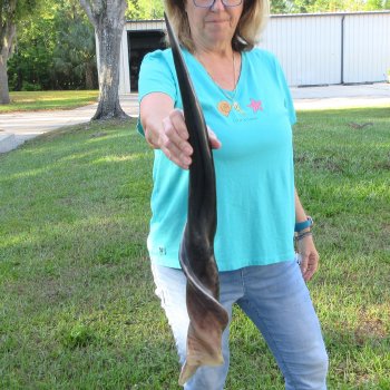 29" Polished Male Eland Horn 