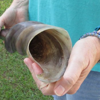 29" Polished Male Eland Horn 