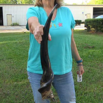 29" Polished Male Eland Horn 