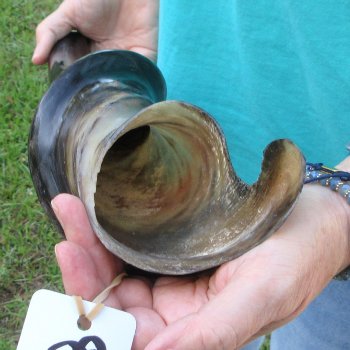 29" Polished Male Eland Horn 