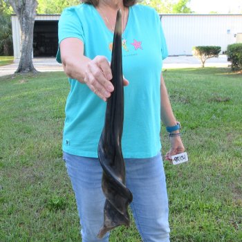 24-1/2" Polished Male Eland Horn 