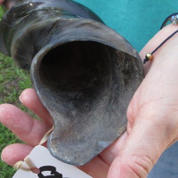 24-1/2" Polished Male Eland Horn 