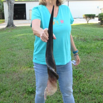 29" Polished Male Eland Horn 