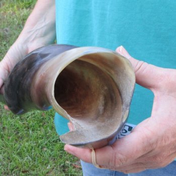 29" Polished Male Eland Horn 