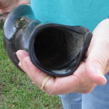 23-1/2" Polished Male Eland Horn 