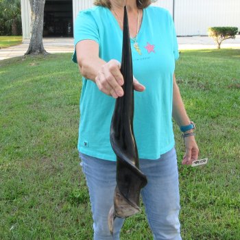 26-1/2" Polished Male Eland Horn 