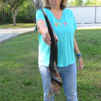 28-1/2" Polished Male Eland Horn 