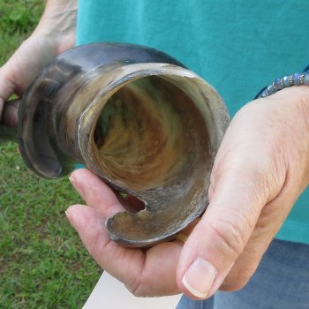 28-1/2" Polished Male Eland Horn 