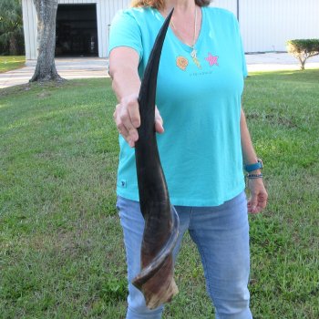 29" Polished Male Eland Horn 