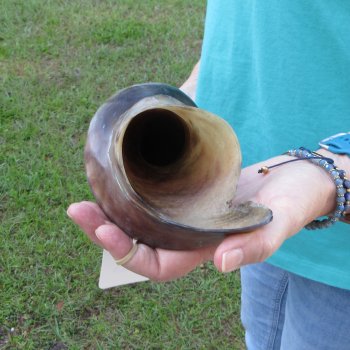 29" Polished Male Eland Horn 