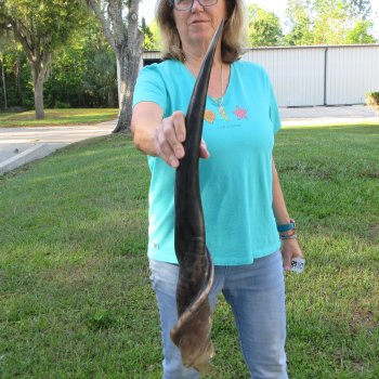 30" Polished Male Eland Horn 