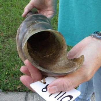 30" Polished Male Eland Horn 