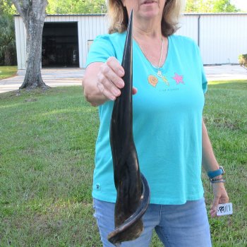 26" Polished Male Eland Horn 