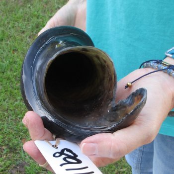 26" Polished Male Eland Horn 